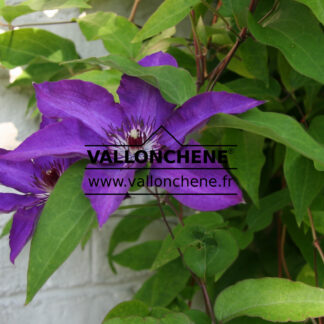 CLEMATIS 'The President' en Juillet