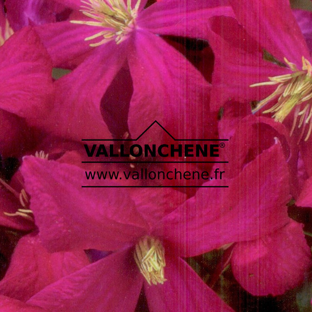 CLEMATIS viticella ‘Jules Correvon’ en Janvier