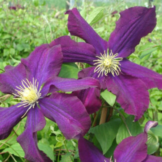 CLEMATIS 'Warszawska Nike' en Mai