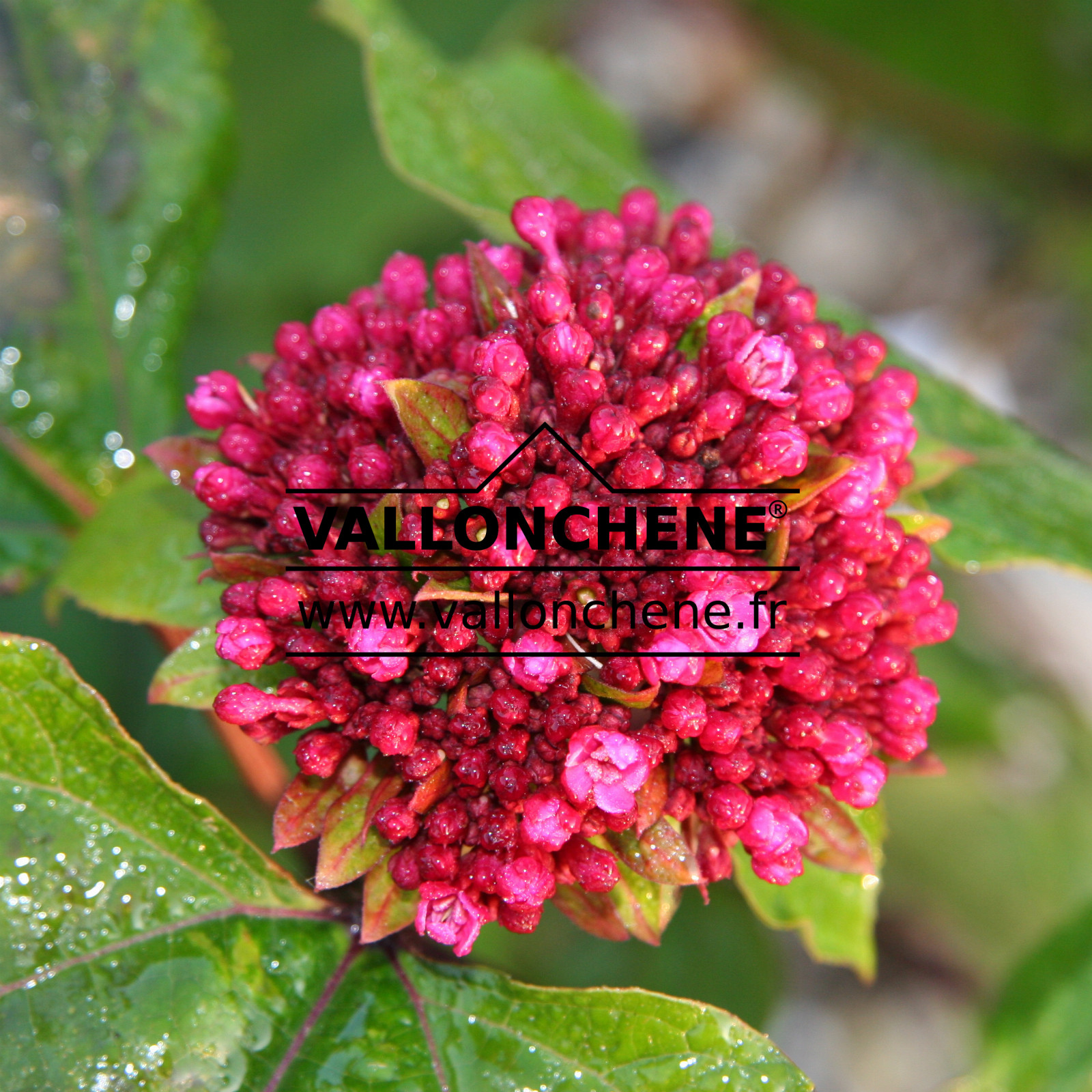 CLERODENDRUM bungei en Octobre