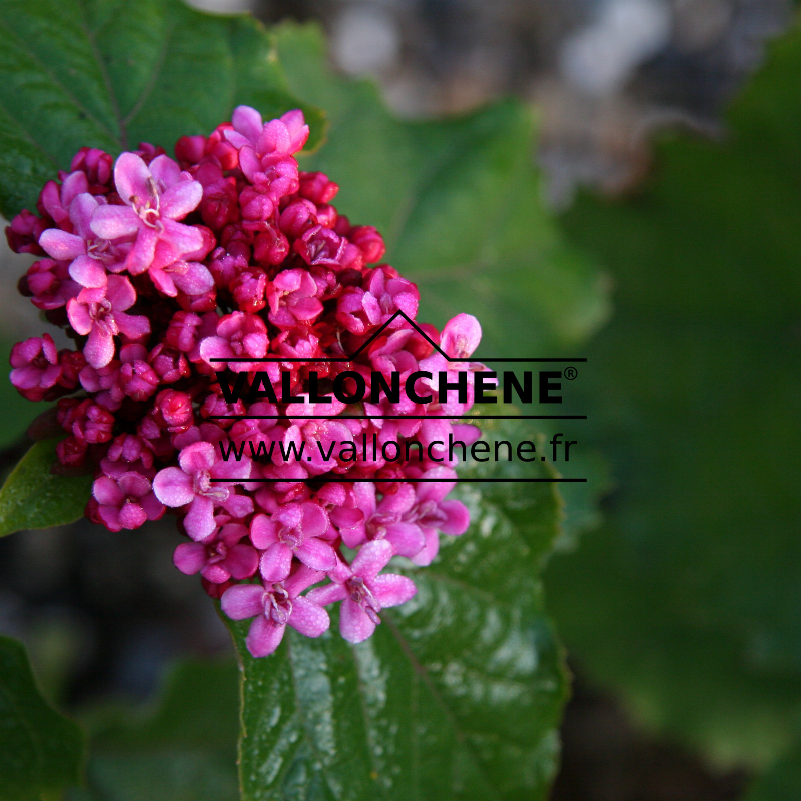 CLERODENDRUM bungei en Octobre