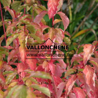 CORNUS alba 'Bâton Rouge' en Septembre