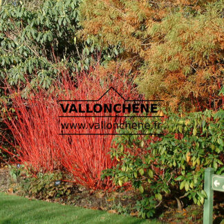 CORNUS alba 'Sibirica' en Novembre