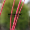 CORNUS alba 'Sibirica' en Février