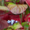 CORNUS alba 'Sibirica' en Septembre