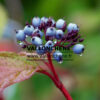 CORNUS alba 'Sibirica' en Septembre