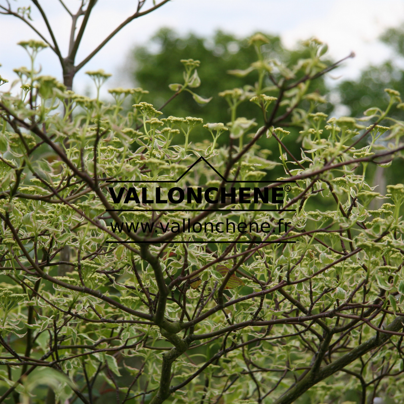 CORNUS alternifolia 'Argentea' en Juin