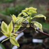 CORNUS controversa ‘Variegata’ en Avril CORNUS controversa ‘Variegata’ en Avril