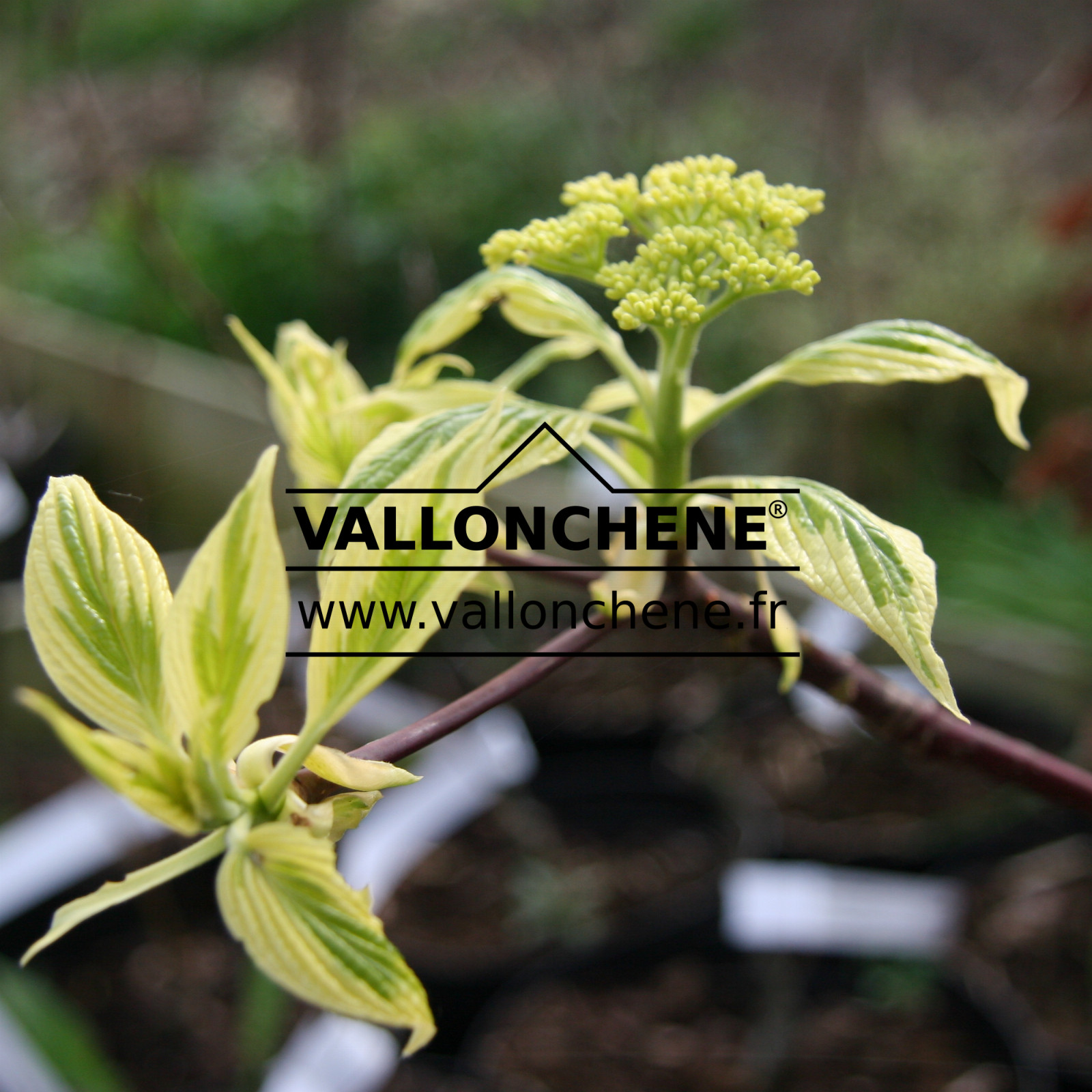 CORNUS controversa ‚Variegata‘ en Avril