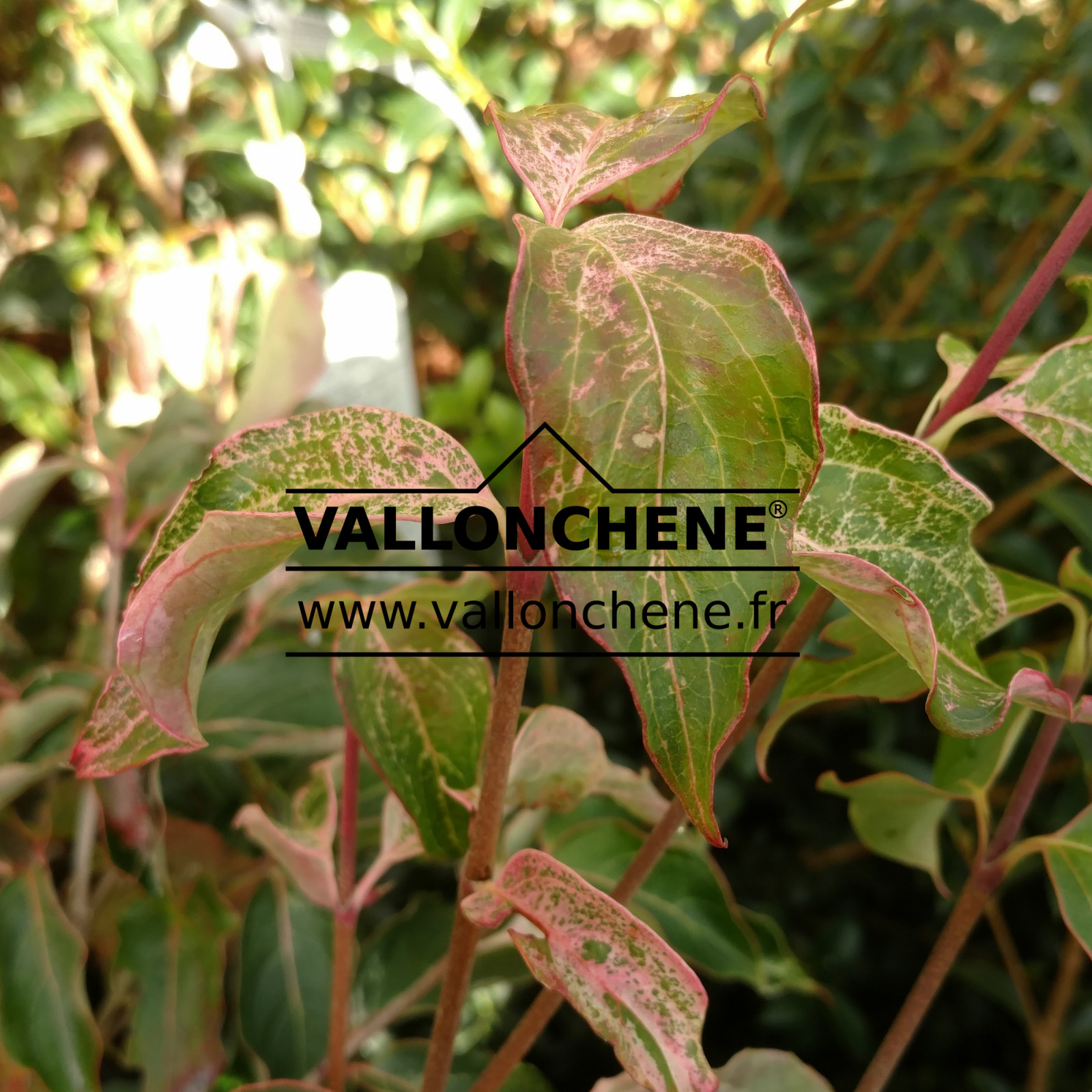 CORNUS kousa 'Bultinck's Beauty' en Octobre