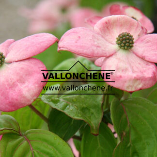 CORNUS kousa 'Satomi' en Janvier