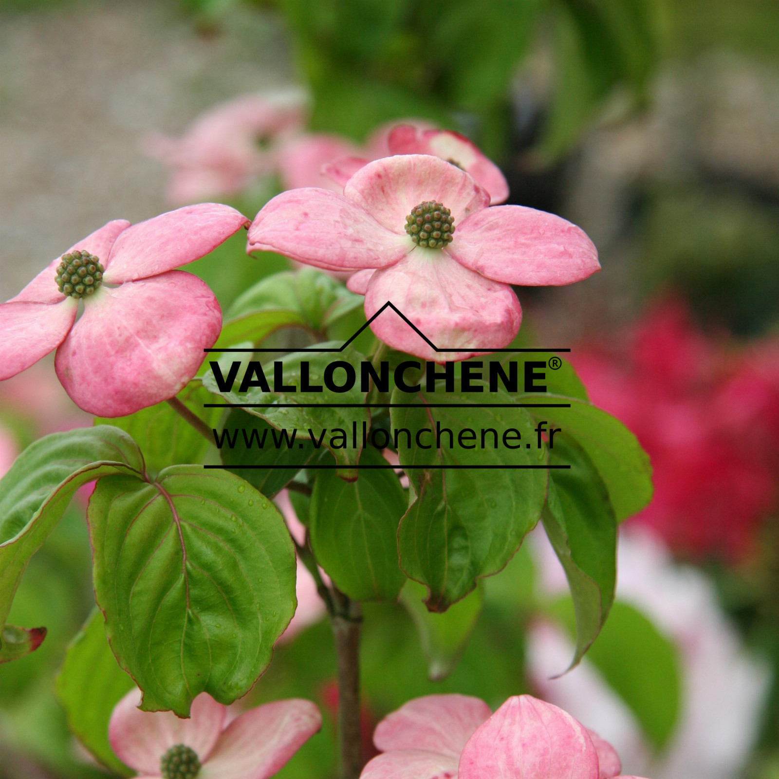 CORNUS kousa ‚Satomi‘ en Mai