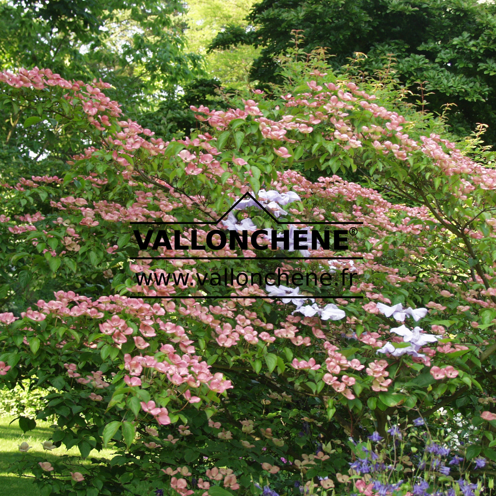 CORNUS kousa ‘Satomi’ en Mai