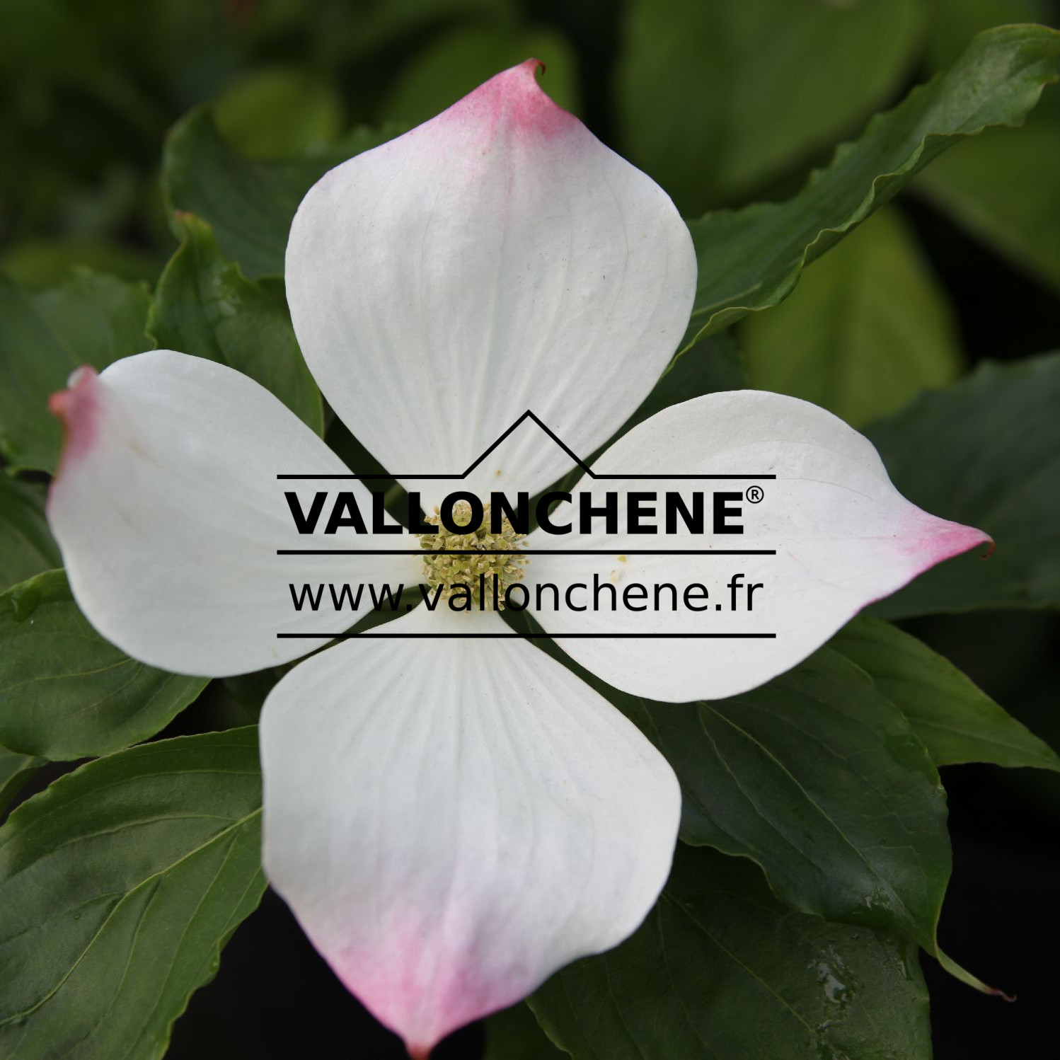 Cornus kousa on sale venus