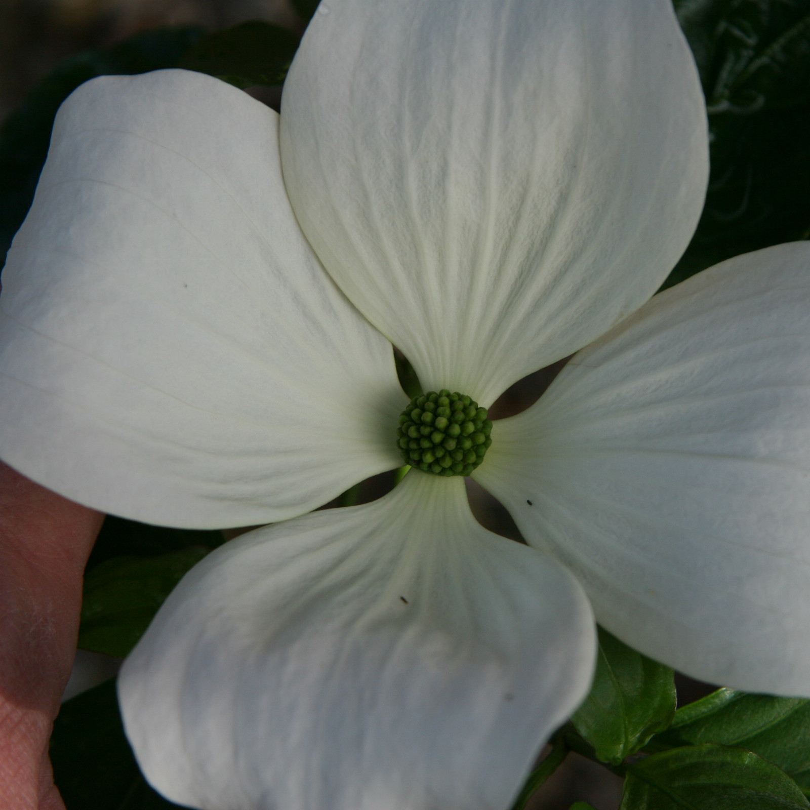 CORNUS kousa ‚Venus‘ en Mai