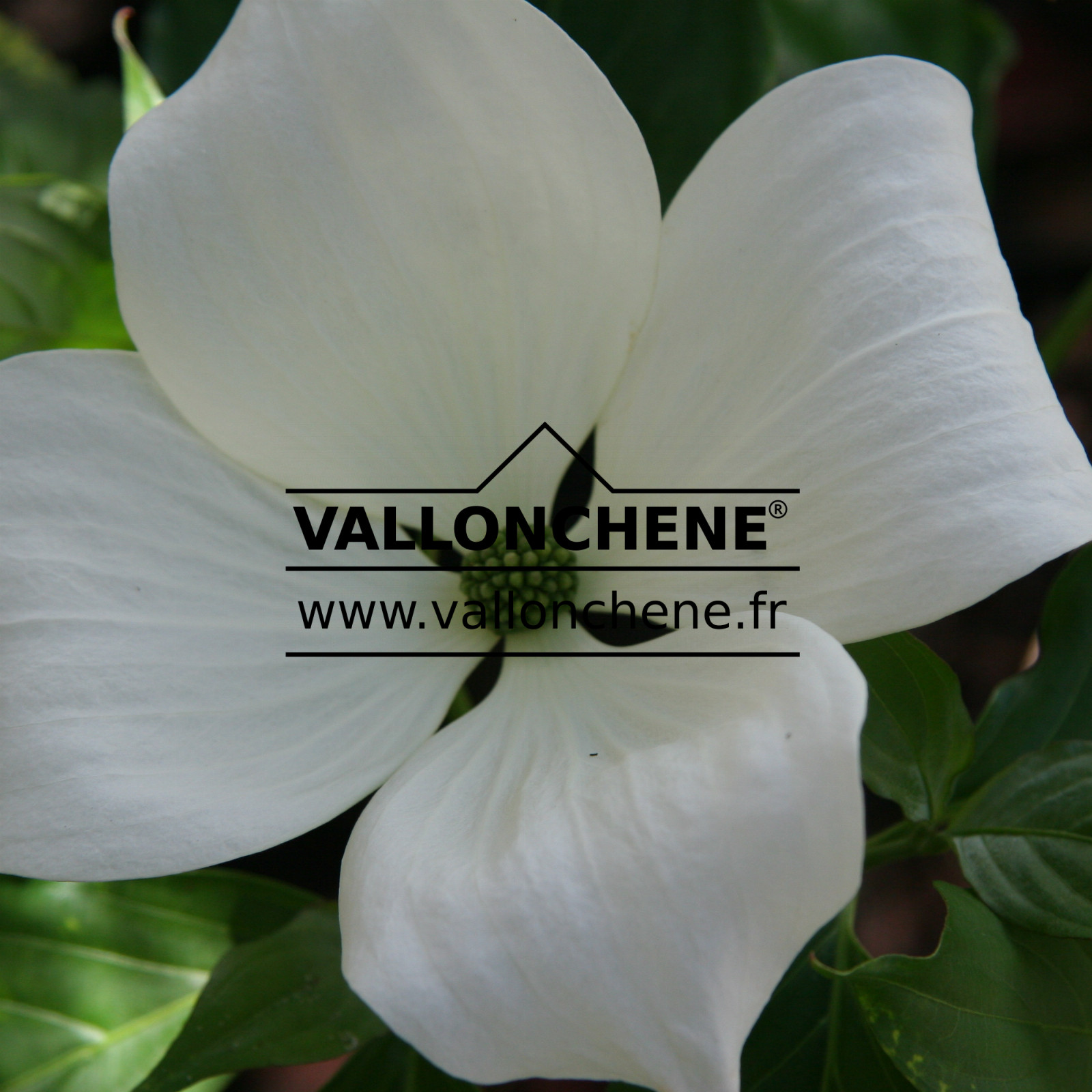 CORNUS kousa 'Venus' en Mai