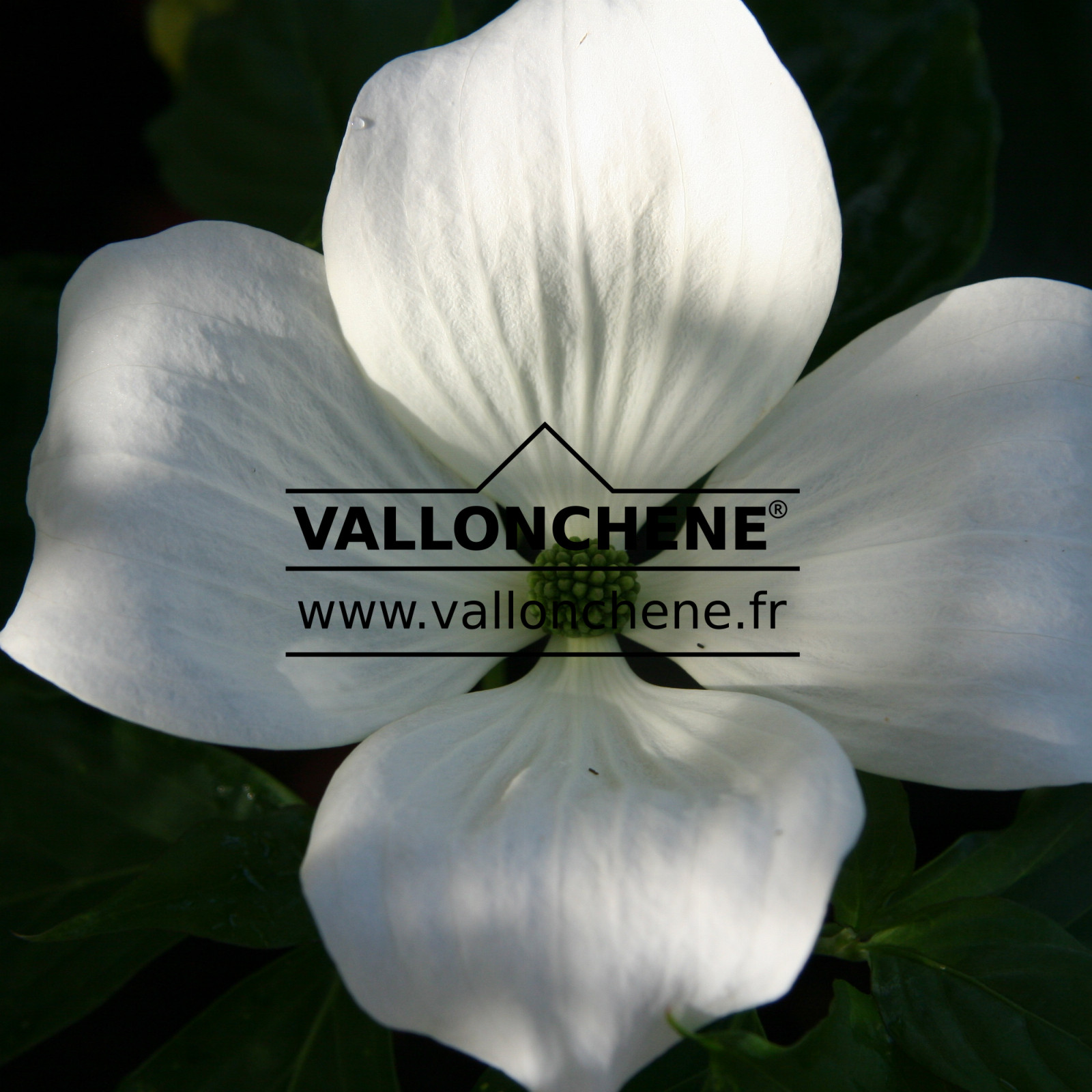 CORNUS kousa ‚Venus‘ en Mai