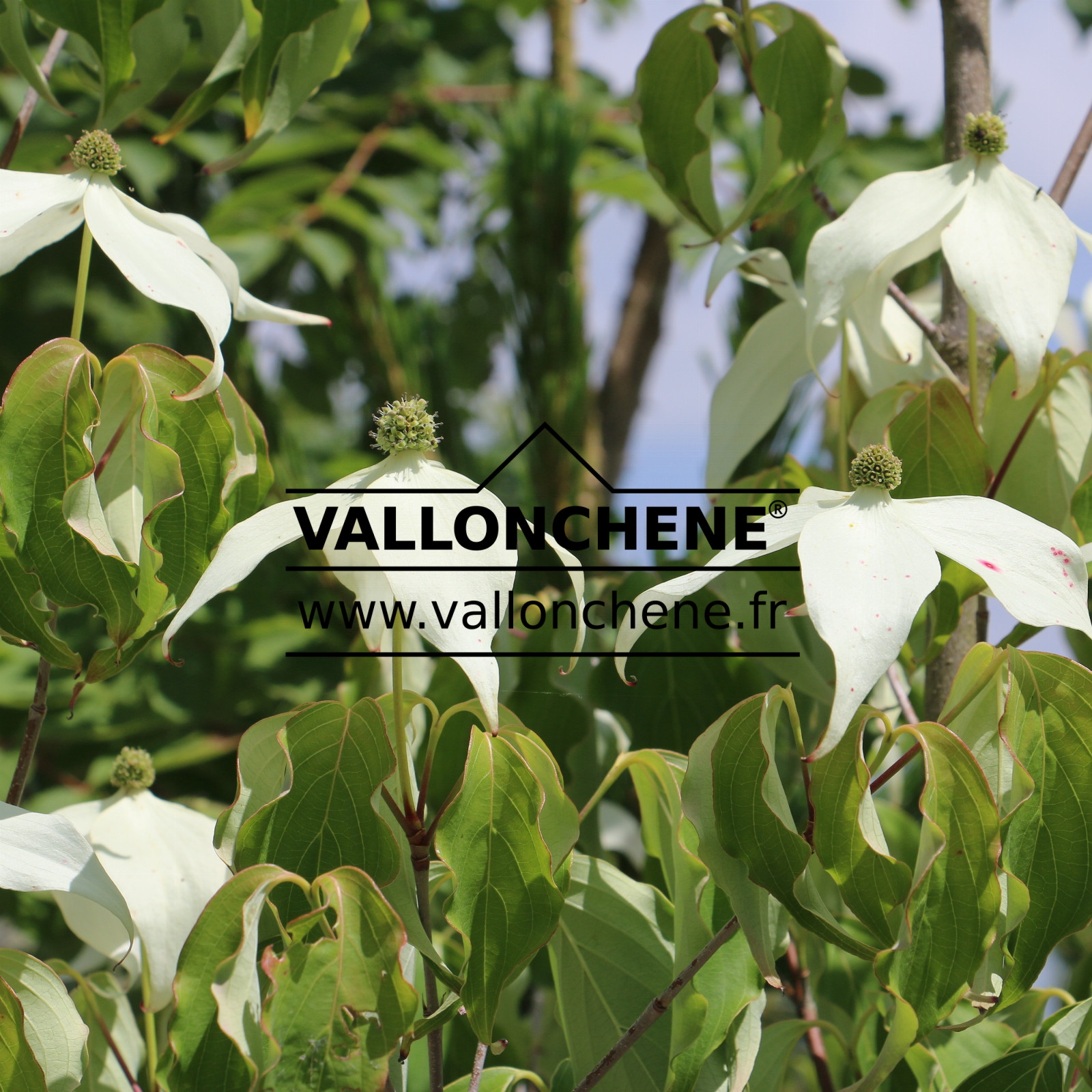 CORNUS kousa ‚Weisse Fontaine‘ (Weisse Fontäne) en Juin