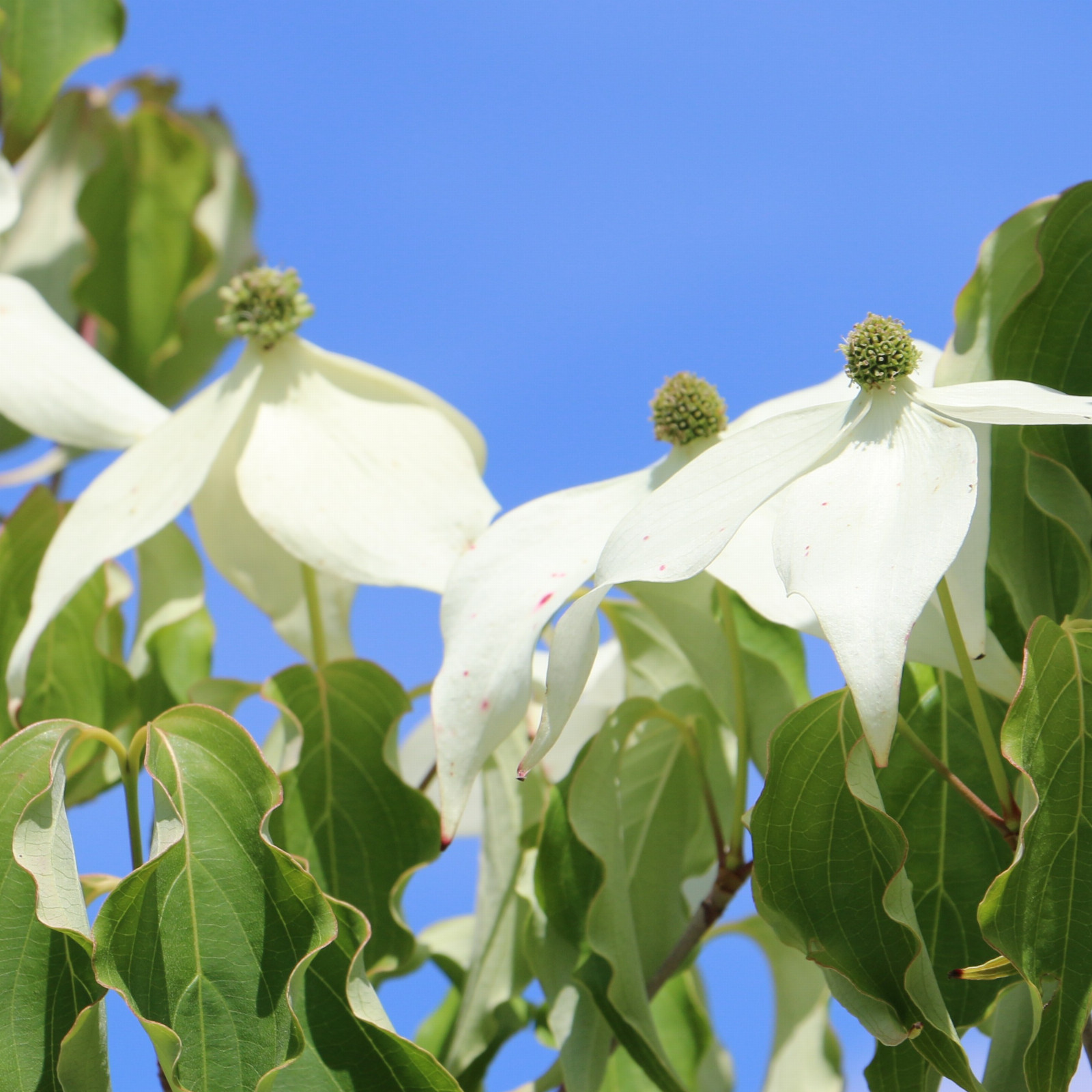 CORNUS kousa ‚Weisse Fontaine‘ (Weisse Fontäne) en Juin