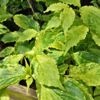 CORNUS kousa 'White Dusted' en Mai