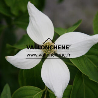 CORNUS kousa 'White Giant' en Mai