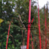 CORNUS sanguinea ‚Magic Flame‘ en Décembre