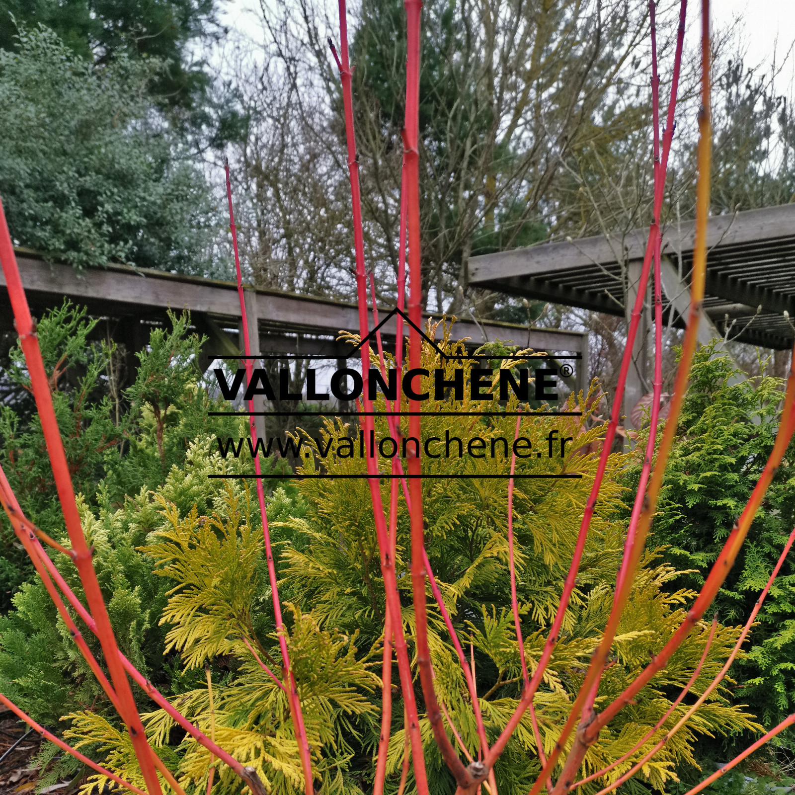 CORNUS sanguinea 'Magic Flame' en Décembre