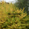 CORNUS sanguinea ‚Winter Beauty‘ en Octobre