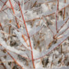 CORNUS sanguinea ‚Winter Beauty‘ en Mars