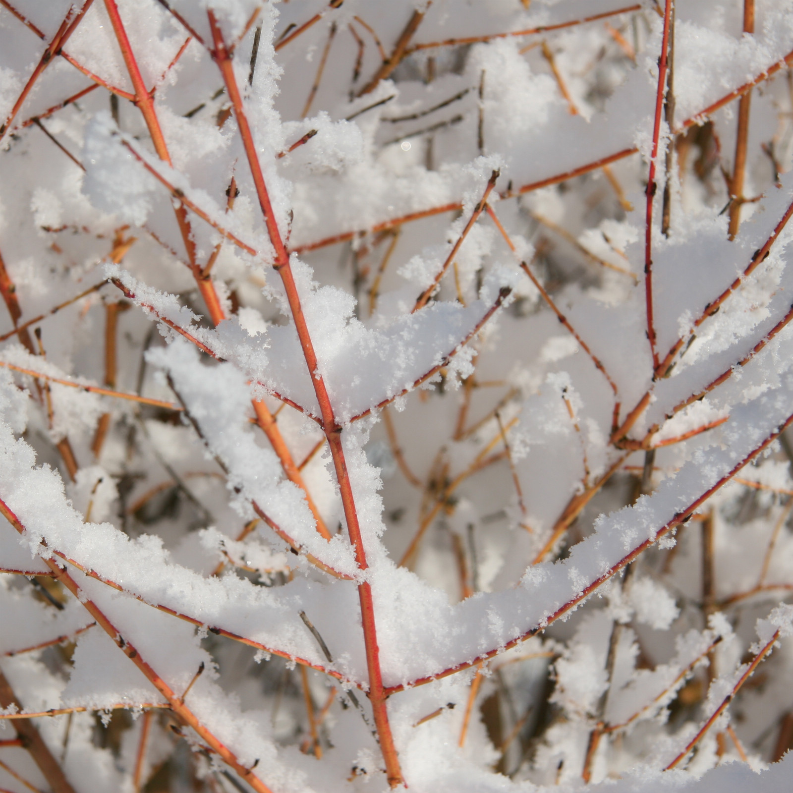 CORNUS sanguinea ‚Winter Beauty‘ en Mars