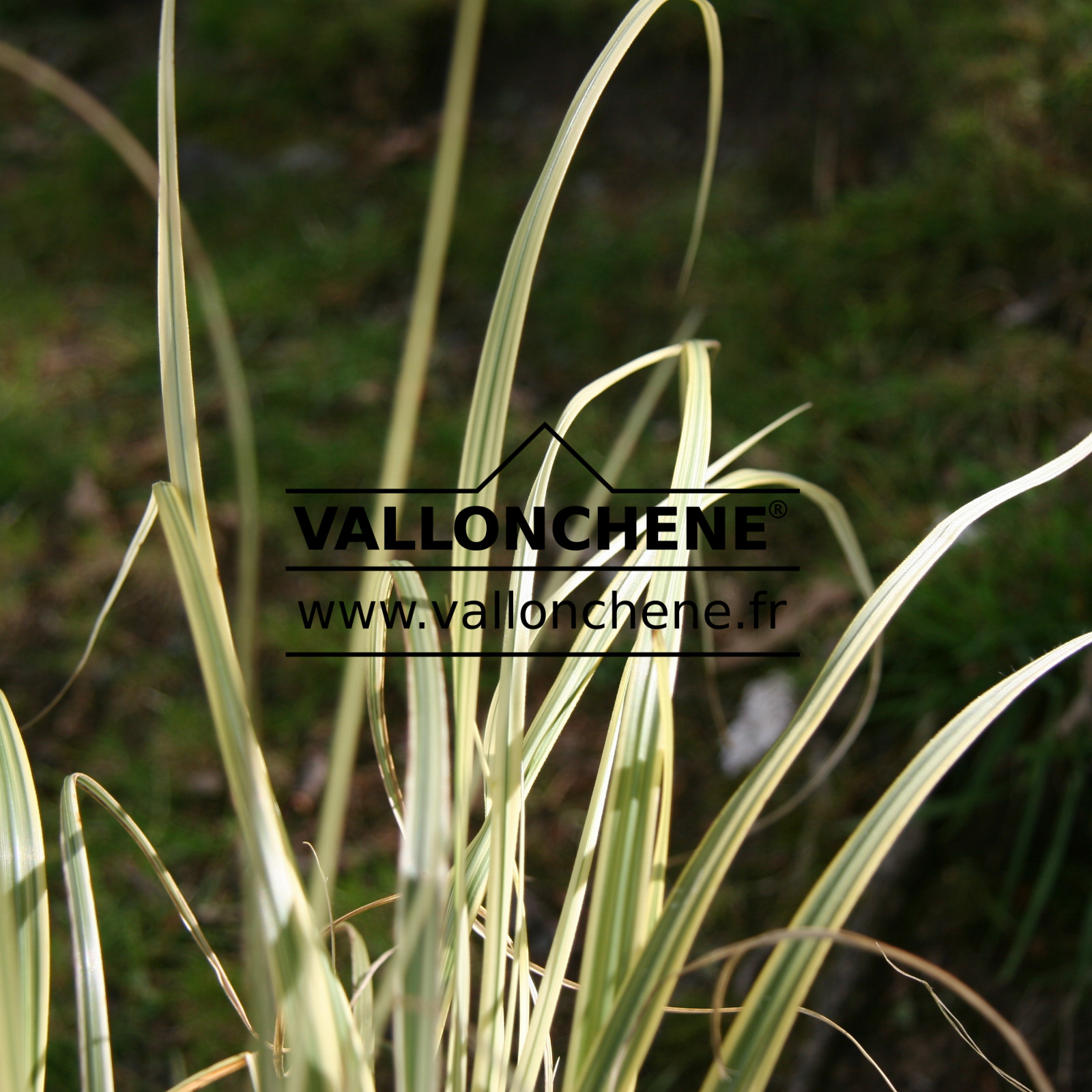 CORTADERIA selloana 'Splendid Star' en Juillet
