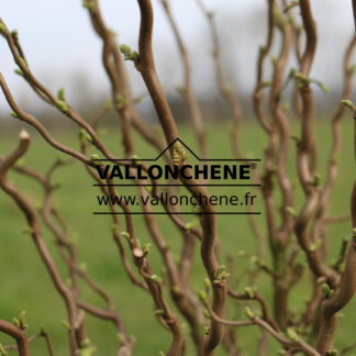 CORYLUS avelana 'Twister' en Mars