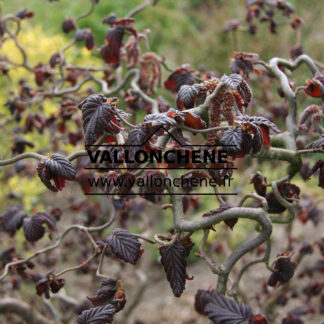 CORYLUS avellana 'Red Majestic' en Avril