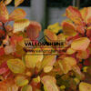 COTINUS coggygria ‘Golden Spirit’ (R) en Octobre