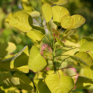 COTINUS coggygria 'Golden Spirit' (R) en Août