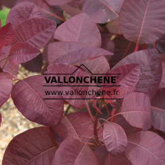 COTINUS coggygria 'Grace' en Juillet