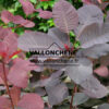 COTINUS coggygria 'Grace' en Juillet