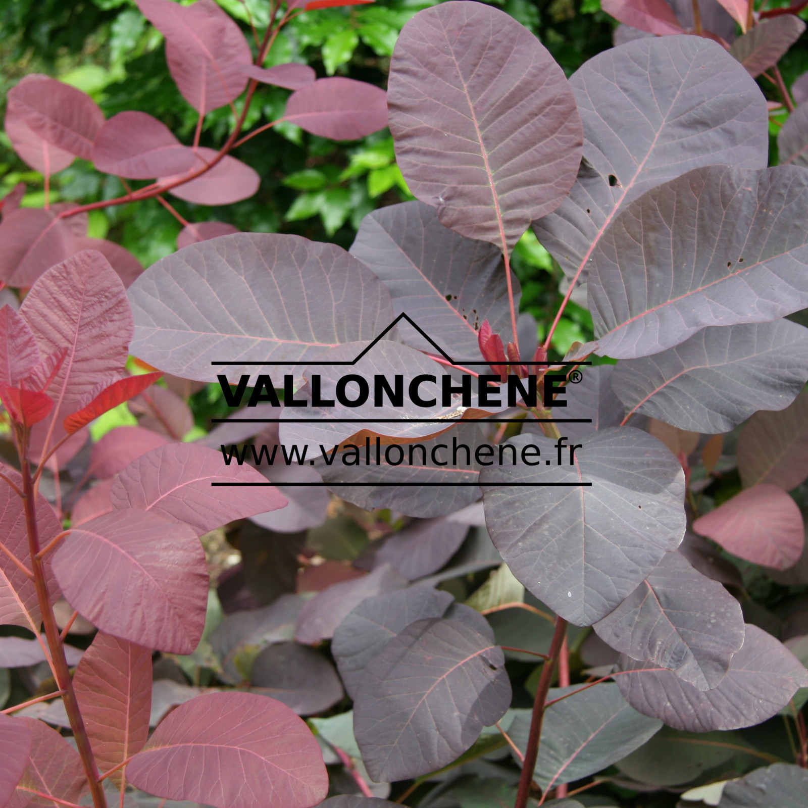 COTINUS coggygria ‚Grace‘ en Juillet