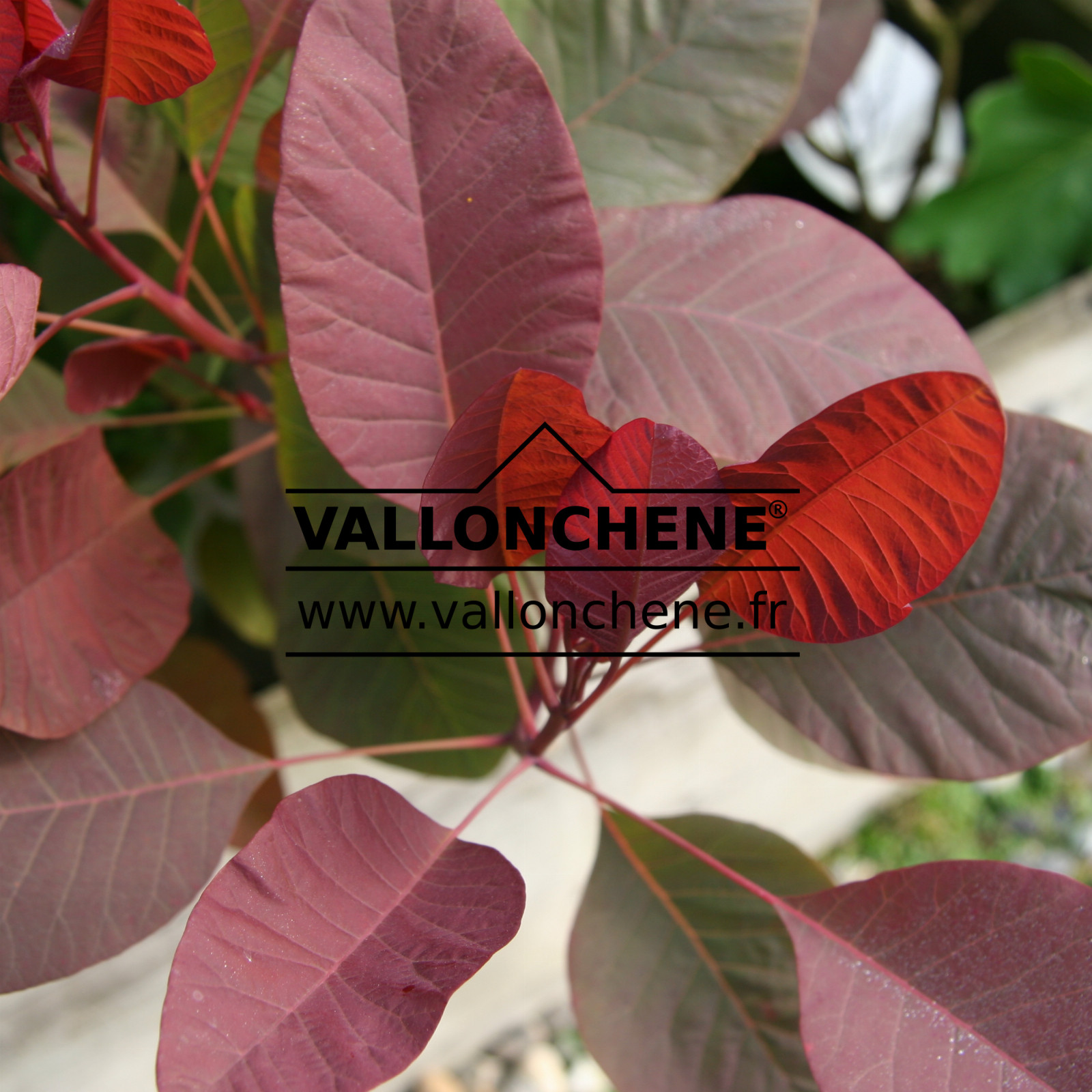 COTINUS coggygria ‚Grace‘ en Juin