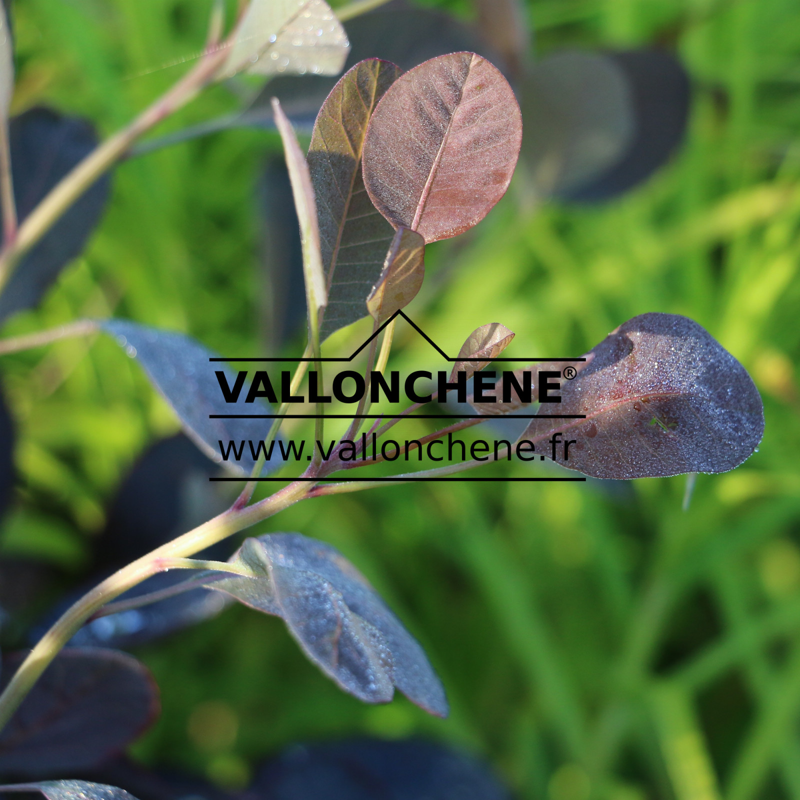 COTINUS coggygria 'Lilla' (R) en Septembre
