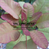 COTINUS coggygria ‘Old Fashioned’ (R) en Septembre