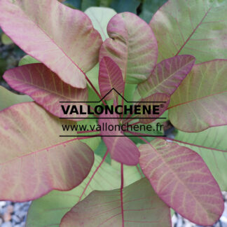 COTINUS coggygria 'Old Fashioned' (R) en Septembre