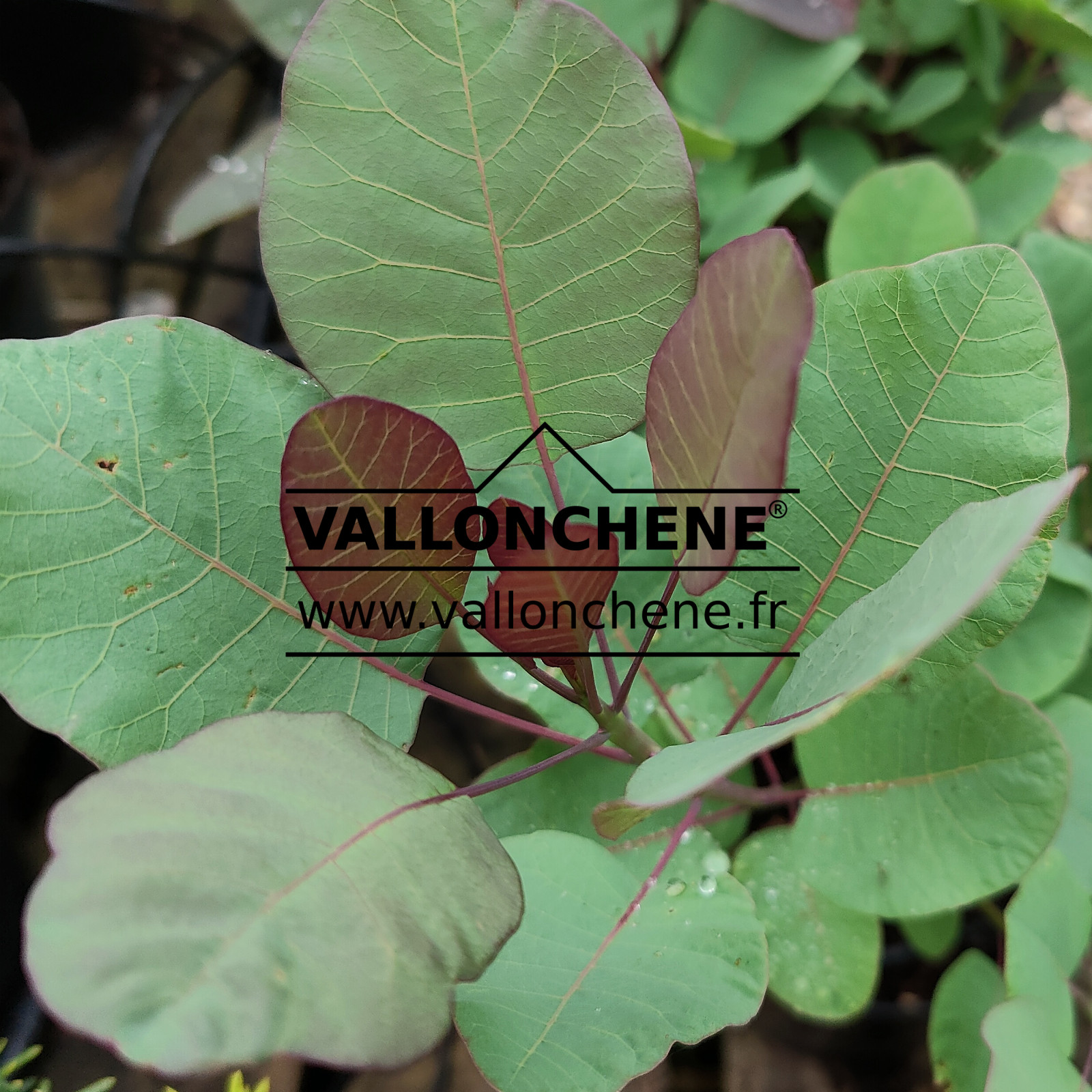 COTINUS coggygria ‚Old Fashioned‘ (R) en Juin