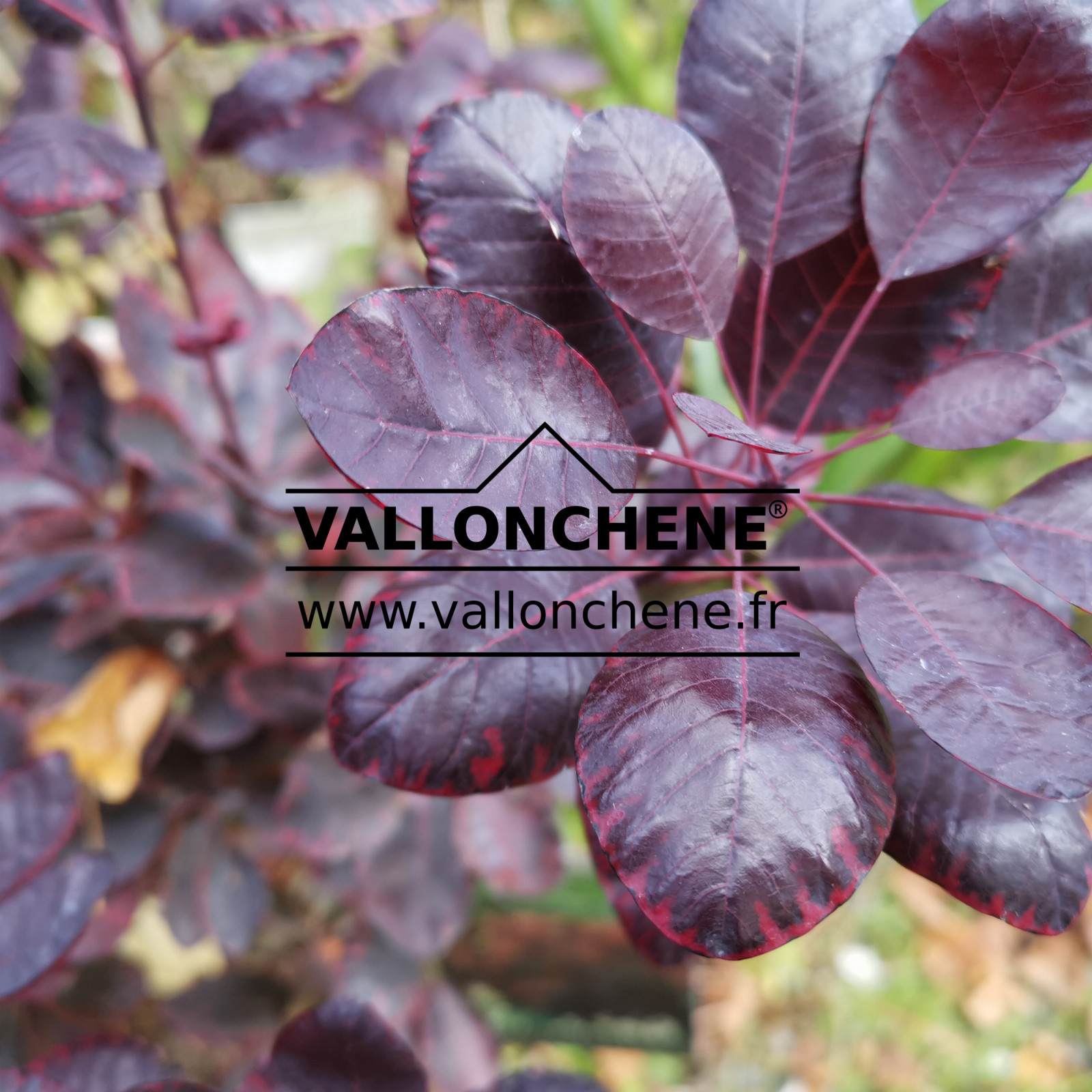 COTINUS coggygria ‚Royal Purple‘ en Octobre