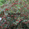 COTONEASTER lacteus en Octobre