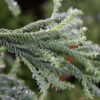 Feuillage du CRYPTOMERIA japonica ‘Rasen’ au mois d’octobre Feuillage du CRYPTOMERIA japonica 'Rasen' au mois d'octobre