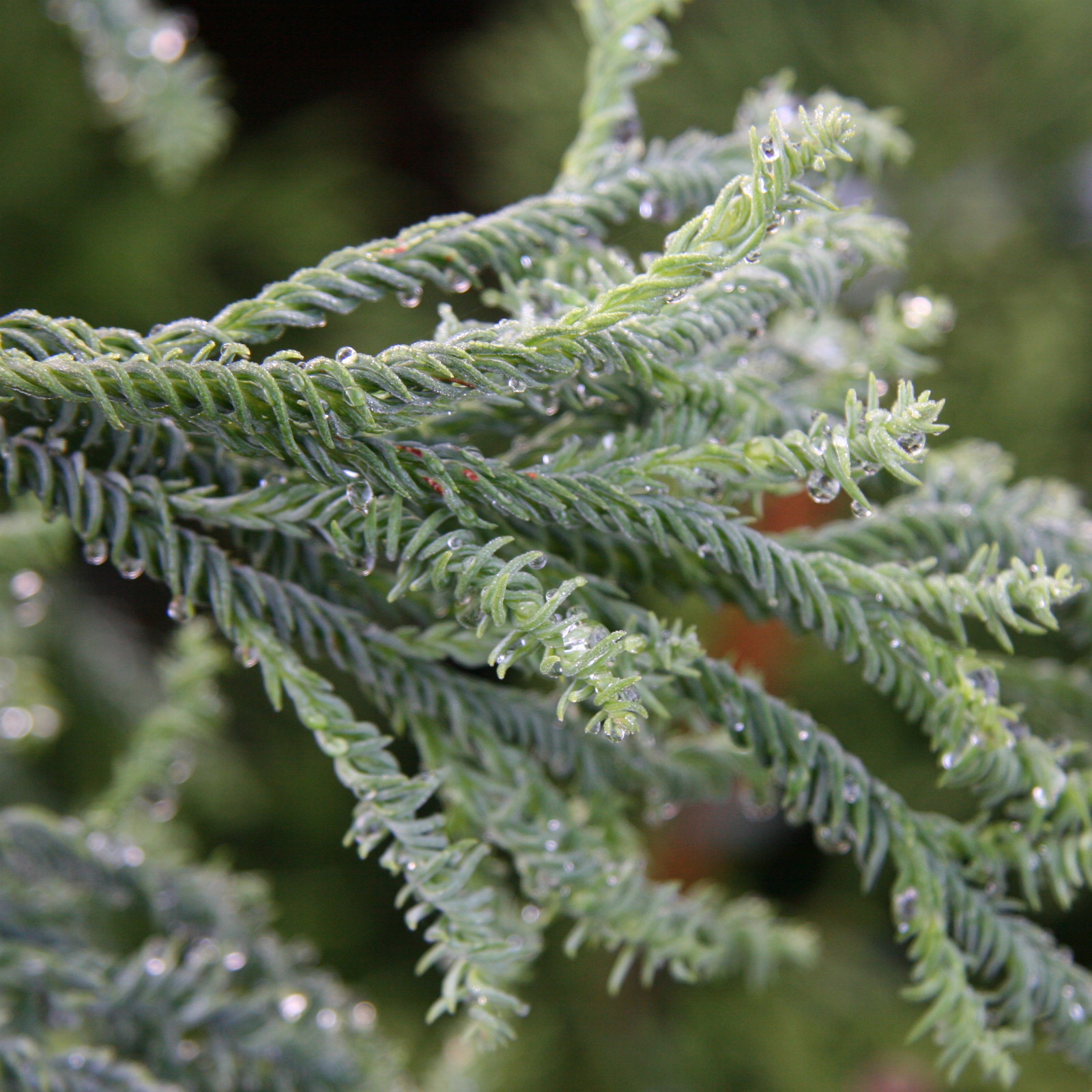 Feuillage du CRYPTOMERIA japonica 'Rasen' au mois d'octobre