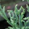 Feuillage vert vif du CRYPTOMERIA japonica ‘Rasen’ Feuillage vert vif du CRYPTOMERIA japonica 'Rasen'