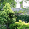 CRYPTOMERIA japonica ‚Sekkan‘ en Juillet
