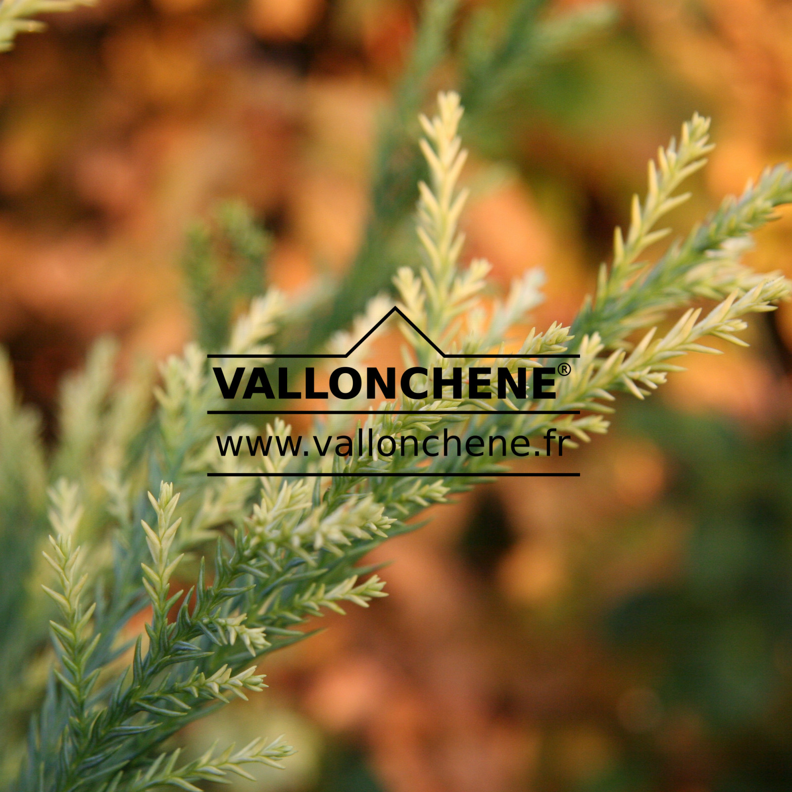 CRYPTOMERIA japonica ‚Sekkan‘ en Octobre